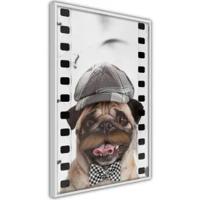 Dressed Up Pug Poster