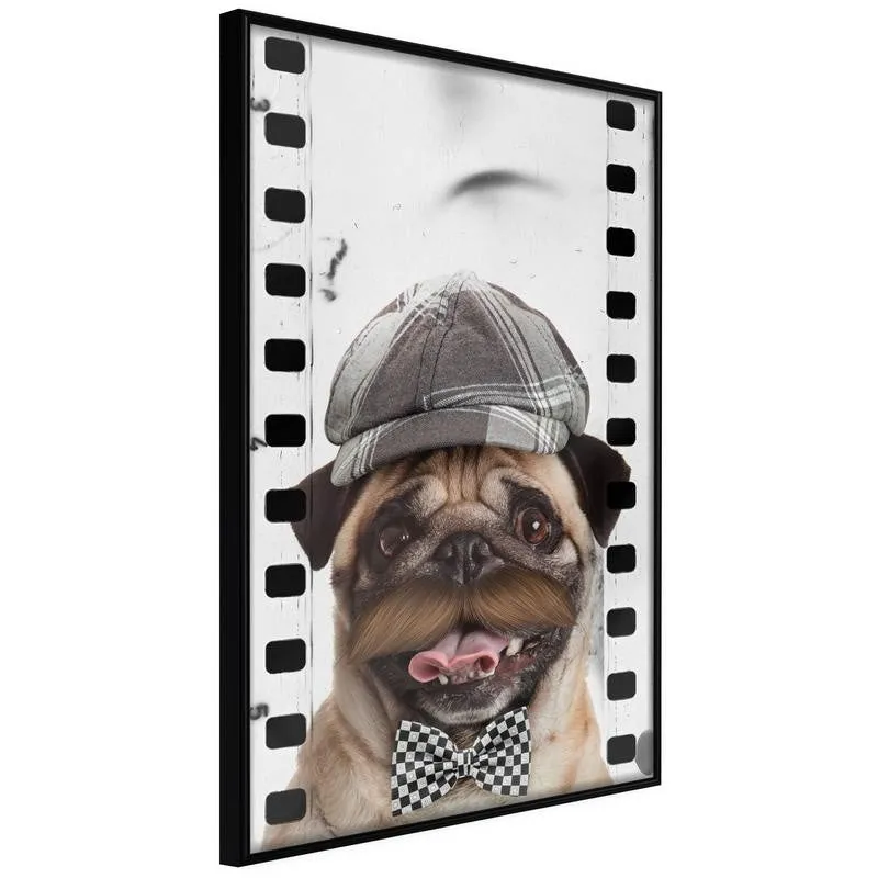 Dressed Up Pug Poster