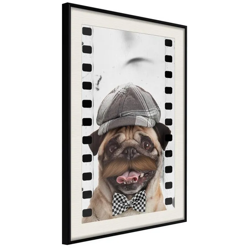 Dressed Up Pug Poster