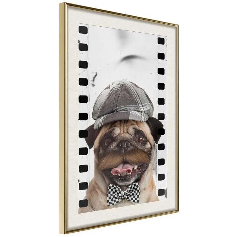 Dressed Up Pug Poster